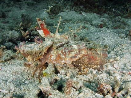 A Spiny Devilfish (Inimicus didactylus) camouflaged in a sandy underwater environment, dive site