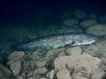 A catfish (Silurus glanis), Waller lies calmly on the stony bottom of the water, dive site
