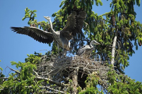 Grey heron (Ardea cinerea) Young bird takes off for its maiden flight from the nest in the crown of