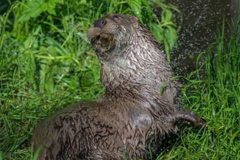 Young otter enjoying a shower, UnterWasserReich, Schrems, Lower Austria, Austria