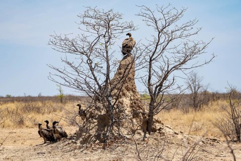 White-backed vulture (Gyps africanus) sitting on a termite mound, Etosha National Park, Namibia