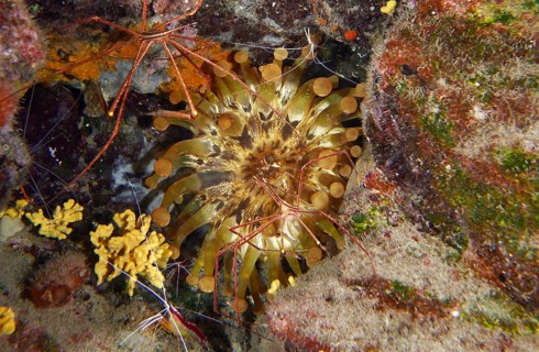 Club anemone (Telmatactis cricoides) with brown and yellow tentacles in a crevice. Dive site Roca