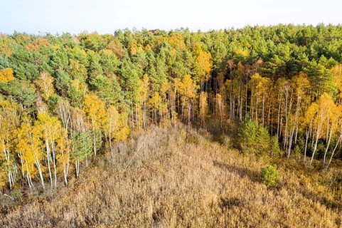 Structure of a mixed forest in autumn with foliage colouring, in the foreground the reed belt of a