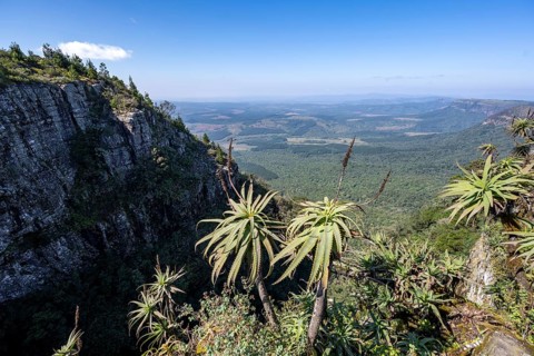 Krantz aloe (Aloe arborescens) growing on rocks, view at God's Window, canyon landscape, near