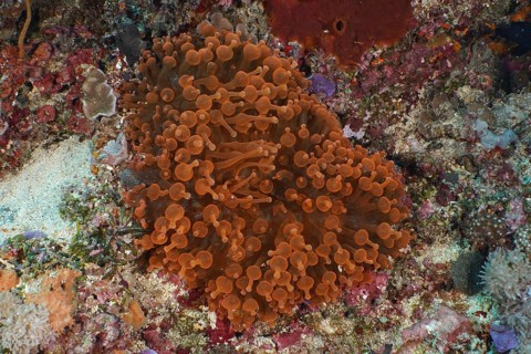 Copper anemone (Entacmaea quadricolor) on a coral formation on the seabed, dive site Crystal Bay,