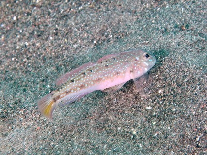 A goby with a blotchy pattern, mourning flag goby (Oplopomus caninoides), hovering over sandy