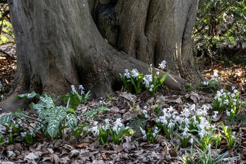 Mishchenko's bluestem (Scilla mishchenkoana) and arum (Arum italicum Pictum), Emsland, Lower