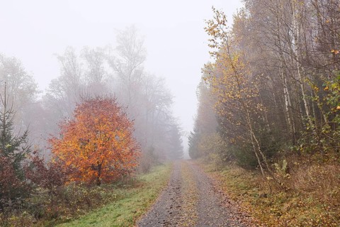 Forest path through an autumn coloured forest in the fog, autumn, autumn leaves, Wilnsdorf, North