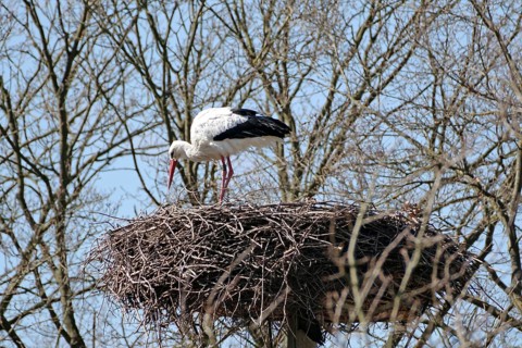 A stork stands on a large nest of twigs, surrounded by bare trees under a blue sky, Damnatz,