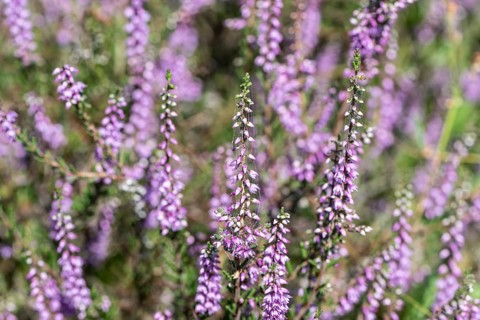 Heather (Calluna vulgaris), Emsland, Lower Saxony, Germany