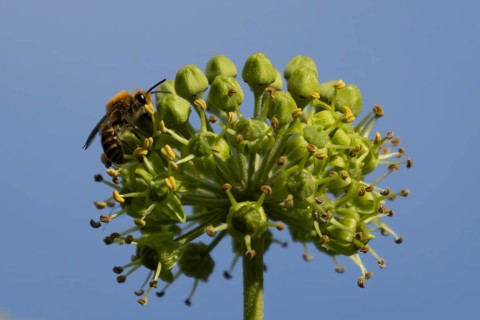 Ivy bee (Colletes hederae) adult insect feeding on an ivy plant flowers in the summer, England,