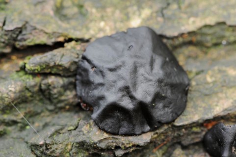 Black bulgar (Bulgaria inquinans), North Rhine-Westphalia, Germany