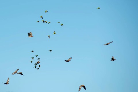 Groups of monk parakeets (Myiopsitta monachus), brown-eared parakeets (Pyrrhura frontalis) and