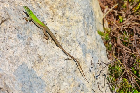Sicilian wall lizard (Lacerta wagleriana), sitting on a rock, Avola, Noto Valley, Sicily, Italy