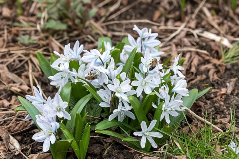 Mishchenko's bluestem (Scilla mishchenkoana)