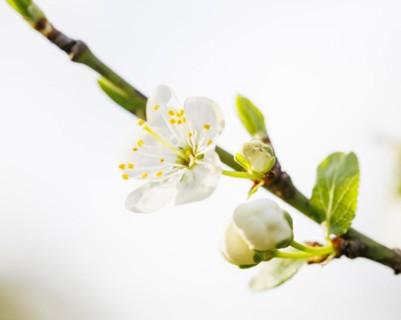 Blossom plum tree, Germany