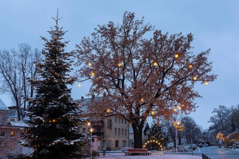 Christmas tree and oak tree on Wettinplatz with Herrnhut stars, Sternenbaum, Coswig, Saxony,