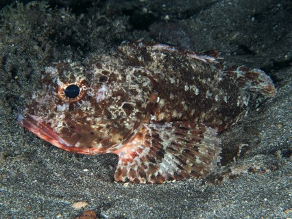 A Black scorpionfish (Scorpaena porcus) on a sandy substrate, Playa dive site, Los Cristianos,