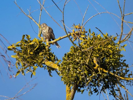 Mistle Thrush (Turdus viscivorus), perched on a tree covered with mistletoe plants, protecting its
