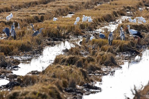 White stork (Ciconia ciconia), grey heron (Ardea cinerea) and cattle egret (Ardea ibis) on a