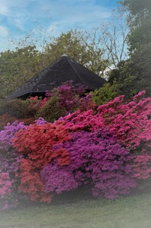 Rhododendron occidentale (Rhododendron occidentale) large shrubs in pink, magenta and purple