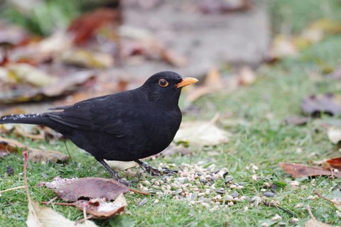 Blackbird, male, songbird, bird feeder, garden, autumn, leaves, Bird feeding in the cold season is