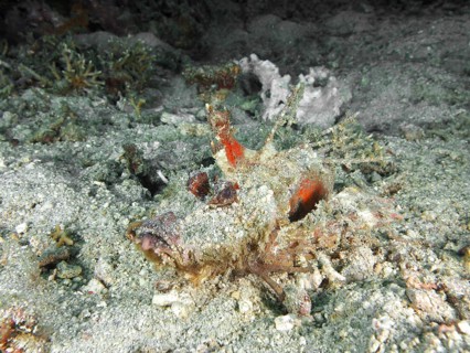 Camouflaged fish, Spiny Devilfish (Inimicus didactylus), resting on sandy seabed with organic