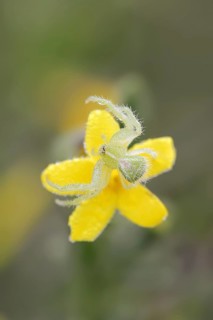 Tirangel crab spider (Heriaeus graminicola), crab spider on a flower of shrubby jasmine