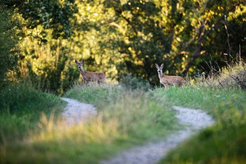 Deer on the forest road. Bad Salzschlirf, Hessen, Germany