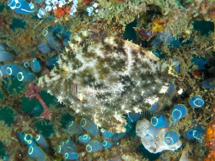 Camouflaged seagrass filefish (Acreichthys tomentosus) moves in a colourful environment with sea