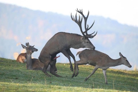 Red deer (Cervus elaphus) stag mounts adult animal during the rut, Allgäu, Bavaria, Germany