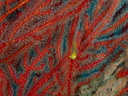 Juvenile Golden damselfish (Amblyglyphidodon aureus) hiding in vivid red corals, dive site Sweet