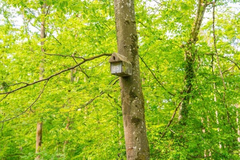 A bird house hangs on a tree in the green forest, conveying a peaceful and natural environment,