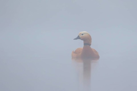 Ruddy Shelduck (Tadorna ferruginea) in the mist, North Rhine-Westphalia, Germany