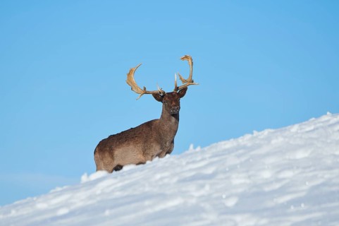 European fallow deer (Dama dama) buck on a snowy meadow in the mountains in tirol, Kitzbühel,