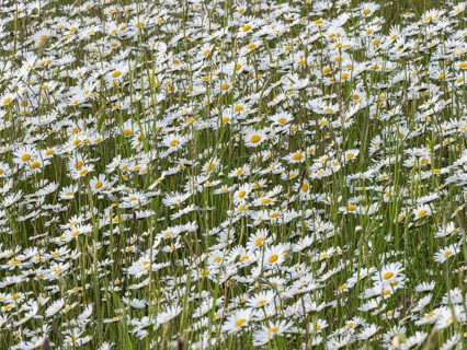 Oxeye daisies (Leucanthemum vulgare), flowering en masse on fallow farmland, Hesse, Germany