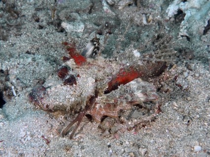 Red coloured fish, Spiny Devilfish (Inimicus didactylus), perfectly camouflaged in the sandy