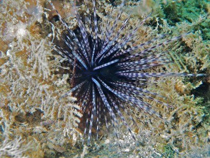 Arbacia lixula with long, black and white spines, Antilles diadem sea urchin (Diadema antillarum),