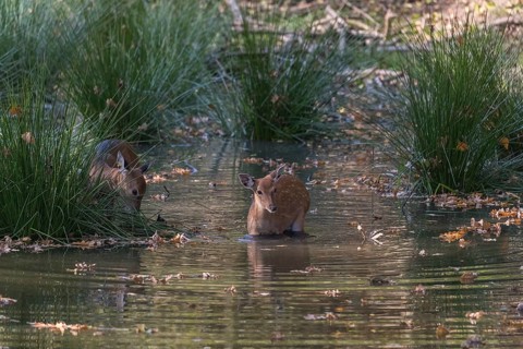 Vietnamese Sika Deer doe, Cervus nippon pseudaxis, standing in a shallow pond feeding on the reed
