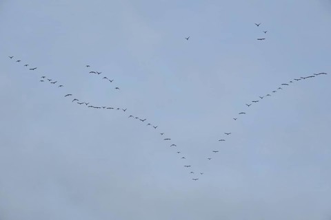 Wild geese flying in formation in the sky, Geeste, Emsland, Lower Saxony, Germany