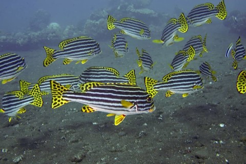 A school of fish with black and yellow stripes, Oriental sweetlips (Plectorhinchus vittatus),