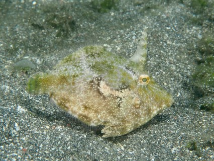 A small seagrass filefish (Acreichthys tomentosus) with a horn-like appendage on a sandy bottom,