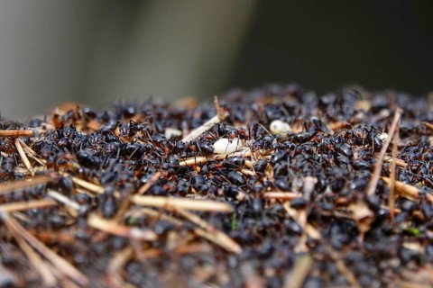 Black garden ant, October, Saxony, Germany