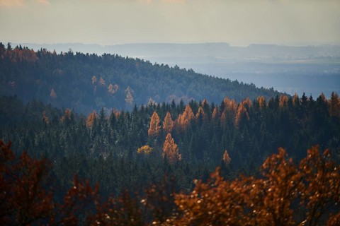View over the trees and forest of the front bavarian forest in autumn near Wiesent, Upper