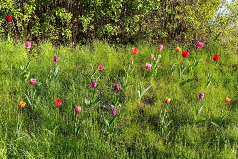 Tulips (tulpia) blooming in different colours in a meadow, spring in the Käbschütztal, Saxony,