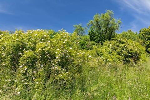 Wild dog rose (Rosa corymbifera) in bloom against a blue sky, Freital, Saxony, Germany