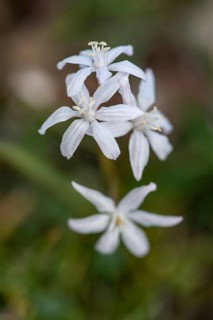 Blue star (Scilla bifolia), Rhineland-Palatinate, Germany