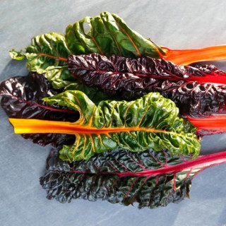Chard (Beta vulgaris), colourful, chard leaves in different colours, green, purple, orange, red