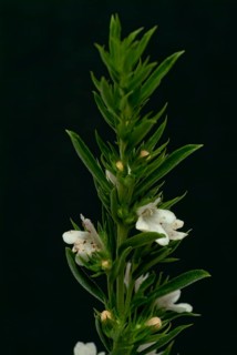Summer savory (Satureja hortensis), also garden savory, true savory, pepperwort, family of the