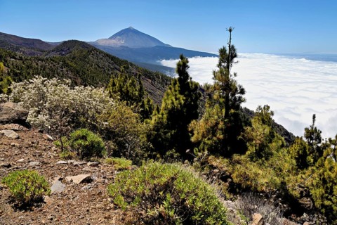 Volcanic landscape, behind volcano Pico del Teide above trade wind clouds, Teide National Park,